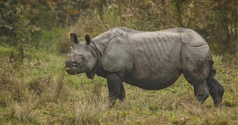 Freepik/vladimircech